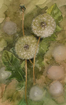Two dandelion clocks and one dead head