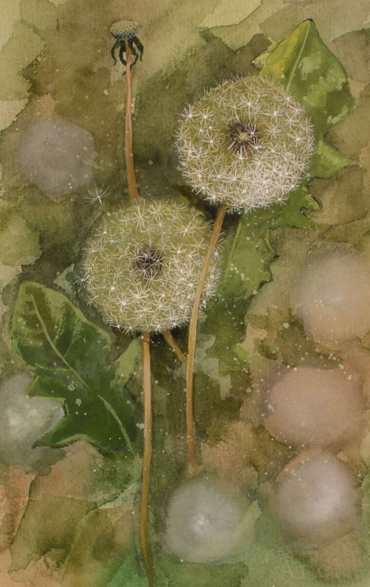 Two dandelion clocks and one dead head