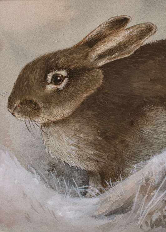 Hare in style of Beningfield